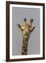 Giraffe (Giraffa camelopardalis) feeding, Kruger National Park, South Africa, Africa-Ann and Steve Toon-Framed Photographic Print