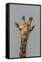 Giraffe (Giraffa camelopardalis) feeding, Kruger National Park, South Africa, Africa-Ann and Steve Toon-Framed Stretched Canvas