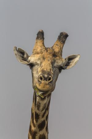 https://imgc.allpostersimages.com/img/posters/giraffe-giraffa-camelopardalis-feeding-kruger-national-park-south-africa-africa_u-L-Q1BRXR10.jpg?artPerspective=n