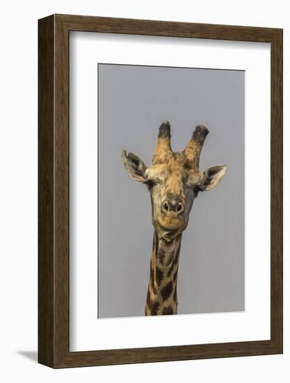 Giraffe (Giraffa camelopardalis) feeding, Kruger National Park, South Africa, Africa-Ann and Steve Toon-Framed Photographic Print