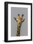 Giraffe (Giraffa camelopardalis) feeding, Kruger National Park, South Africa, Africa-Ann and Steve Toon-Framed Photographic Print