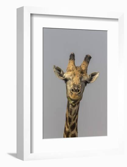 Giraffe (Giraffa camelopardalis) feeding, Kruger National Park, South Africa, Africa-Ann and Steve Toon-Framed Photographic Print