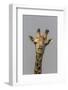 Giraffe (Giraffa camelopardalis) feeding, Kruger National Park, South Africa, Africa-Ann and Steve Toon-Framed Photographic Print