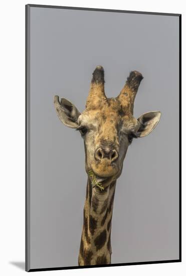 Giraffe (Giraffa camelopardalis) feeding, Kruger National Park, South Africa, Africa-Ann and Steve Toon-Mounted Photographic Print