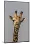 Giraffe (Giraffa camelopardalis) feeding, Kruger National Park, South Africa, Africa-Ann and Steve Toon-Mounted Photographic Print