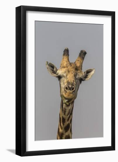 Giraffe (Giraffa camelopardalis) feeding, Kruger National Park, South Africa, Africa-Ann and Steve Toon-Framed Premium Photographic Print