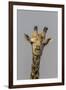 Giraffe (Giraffa camelopardalis) feeding, Kruger National Park, South Africa, Africa-Ann and Steve Toon-Framed Premium Photographic Print