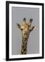 Giraffe (Giraffa camelopardalis) feeding, Kruger National Park, South Africa, Africa-Ann and Steve Toon-Framed Premium Photographic Print