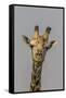 Giraffe (Giraffa camelopardalis) feeding, Kruger National Park, South Africa, Africa-Ann and Steve Toon-Framed Stretched Canvas