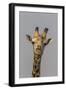 Giraffe (Giraffa camelopardalis) feeding, Kruger National Park, South Africa, Africa-Ann and Steve Toon-Framed Photographic Print