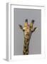 Giraffe (Giraffa camelopardalis) feeding, Kruger National Park, South Africa, Africa-Ann and Steve Toon-Framed Photographic Print