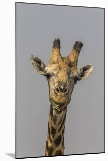 Giraffe (Giraffa camelopardalis) feeding, Kruger National Park, South Africa, Africa-Ann and Steve Toon-Mounted Photographic Print
