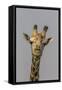 Giraffe (Giraffa camelopardalis) feeding, Kruger National Park, South Africa, Africa-Ann and Steve Toon-Framed Stretched Canvas