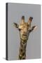 Giraffe (Giraffa camelopardalis) feeding, Kruger National Park, South Africa, Africa-Ann and Steve Toon-Stretched Canvas