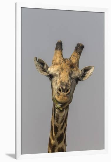 Giraffe (Giraffa camelopardalis) feeding, Kruger National Park, South Africa, Africa-Ann and Steve Toon-Framed Photographic Print