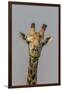 Giraffe (Giraffa camelopardalis) feeding, Kruger National Park, South Africa, Africa-Ann and Steve Toon-Framed Photographic Print