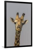 Giraffe (Giraffa camelopardalis) feeding, Kruger National Park, South Africa, Africa-Ann and Steve Toon-Framed Photographic Print