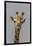 Giraffe (Giraffa camelopardalis) feeding, Kruger National Park, South Africa, Africa-Ann and Steve Toon-Framed Photographic Print