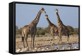 Giraffe (Giraffa Camelopardalis) Gathered at Waterhole, Etosha National Park, Namibia, Africa-Ann and Steve Toon-Framed Stretched Canvas