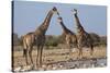 Giraffe (Giraffa Camelopardalis) Gathered at Waterhole, Etosha National Park, Namibia, Africa-Ann and Steve Toon-Stretched Canvas