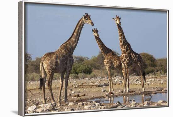 Giraffe (Giraffa Camelopardalis) Gathered at Waterhole, Etosha National Park, Namibia, Africa-Ann and Steve Toon-Framed Photographic Print