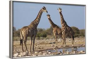 Giraffe (Giraffa Camelopardalis) Gathered at Waterhole, Etosha National Park, Namibia, Africa-Ann and Steve Toon-Framed Photographic Print