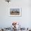 Giraffe (Giraffa Camelopardalis) Gathered at Waterhole, Etosha National Park, Namibia, Africa-Ann and Steve Toon-Framed Photographic Print displayed on a wall