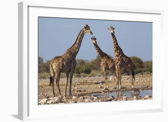 Giraffe (Giraffa Camelopardalis) Gathered at Waterhole, Etosha National Park, Namibia, Africa-Ann and Steve Toon-Framed Photographic Print