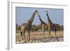 Giraffe (Giraffa Camelopardalis) Gathered at Waterhole, Etosha National Park, Namibia, Africa-Ann and Steve Toon-Framed Photographic Print