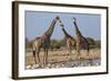 Giraffe (Giraffa Camelopardalis) Gathered at Waterhole, Etosha National Park, Namibia, Africa-Ann and Steve Toon-Framed Photographic Print