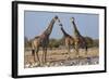 Giraffe (Giraffa Camelopardalis) Gathered at Waterhole, Etosha National Park, Namibia, Africa-Ann and Steve Toon-Framed Photographic Print