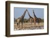 Giraffe (Giraffa Camelopardalis) Gathered at Waterhole, Etosha National Park, Namibia, Africa-Ann and Steve Toon-Framed Photographic Print