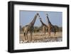 Giraffe (Giraffa Camelopardalis) Gathered at Waterhole, Etosha National Park, Namibia, Africa-Ann and Steve Toon-Framed Photographic Print