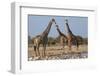 Giraffe (Giraffa Camelopardalis) Gathered at Waterhole, Etosha National Park, Namibia, Africa-Ann and Steve Toon-Framed Photographic Print