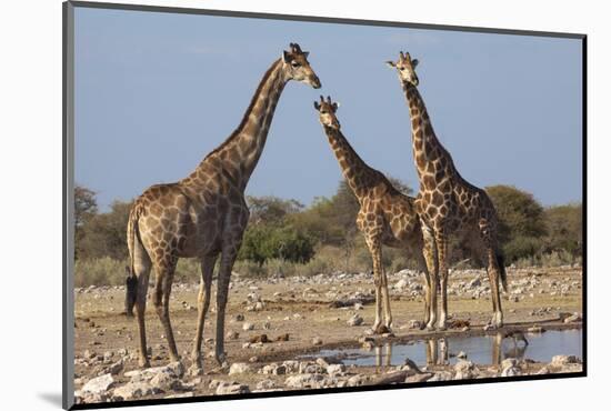 Giraffe (Giraffa Camelopardalis) Gathered at Waterhole, Etosha National Park, Namibia, Africa-Ann and Steve Toon-Mounted Photographic Print