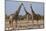 Giraffe (Giraffa Camelopardalis) Gathered at Waterhole, Etosha National Park, Namibia, Africa-Ann and Steve Toon-Mounted Photographic Print