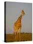 Giraffe (Giraffa Camelopardalis) Grazing, Etosha National Park, Namibia, Africa-Steve & Ann Toon-Stretched Canvas