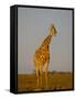 Giraffe (Giraffa Camelopardalis) Grazing, Etosha National Park, Namibia, Africa-Steve & Ann Toon-Framed Stretched Canvas