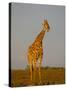 Giraffe (Giraffa Camelopardalis) Grazing, Etosha National Park, Namibia, Africa-Steve & Ann Toon-Stretched Canvas