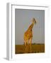 Giraffe (Giraffa Camelopardalis) Grazing, Etosha National Park, Namibia, Africa-Steve & Ann Toon-Framed Photographic Print