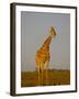 Giraffe (Giraffa Camelopardalis) Grazing, Etosha National Park, Namibia, Africa-Steve & Ann Toon-Framed Photographic Print