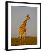 Giraffe (Giraffa Camelopardalis) Grazing, Etosha National Park, Namibia, Africa-Steve & Ann Toon-Framed Photographic Print