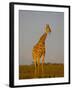 Giraffe (Giraffa Camelopardalis) Grazing, Etosha National Park, Namibia, Africa-Steve & Ann Toon-Framed Photographic Print