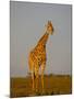 Giraffe (Giraffa Camelopardalis) Grazing, Etosha National Park, Namibia, Africa-Steve & Ann Toon-Mounted Photographic Print