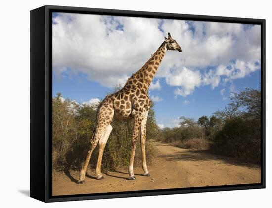 Giraffe (Giraffa Camelopardalis), Imfolozi Reserve, Kwazulu-Natal, South Africa, Africa-Ann & Steve Toon-Framed Stretched Canvas