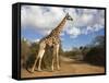 Giraffe (Giraffa Camelopardalis), Imfolozi Reserve, Kwazulu-Natal, South Africa, Africa-Ann & Steve Toon-Framed Stretched Canvas