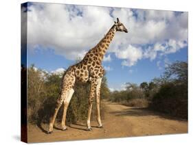 Giraffe (Giraffa Camelopardalis), Imfolozi Reserve, Kwazulu-Natal, South Africa, Africa-Ann & Steve Toon-Stretched Canvas