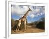 Giraffe (Giraffa Camelopardalis), Imfolozi Reserve, Kwazulu-Natal, South Africa, Africa-Ann & Steve Toon-Framed Photographic Print