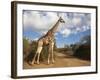 Giraffe (Giraffa Camelopardalis), Imfolozi Reserve, Kwazulu-Natal, South Africa, Africa-Ann & Steve Toon-Framed Photographic Print
