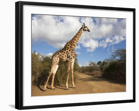 Giraffe (Giraffa Camelopardalis), Imfolozi Reserve, Kwazulu-Natal, South Africa, Africa-Ann & Steve Toon-Framed Photographic Print